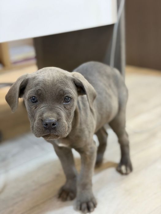 Кане Корсо/Чистокръвно