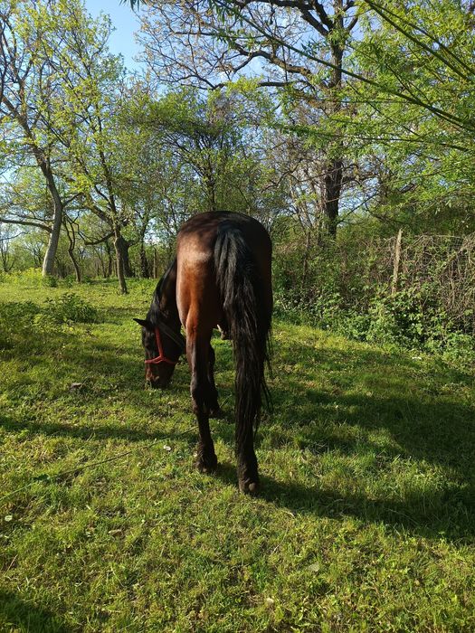 Vand cal cuminte 10 ani