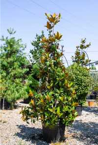 Magnolia Grandiflora Tufa sau Copac