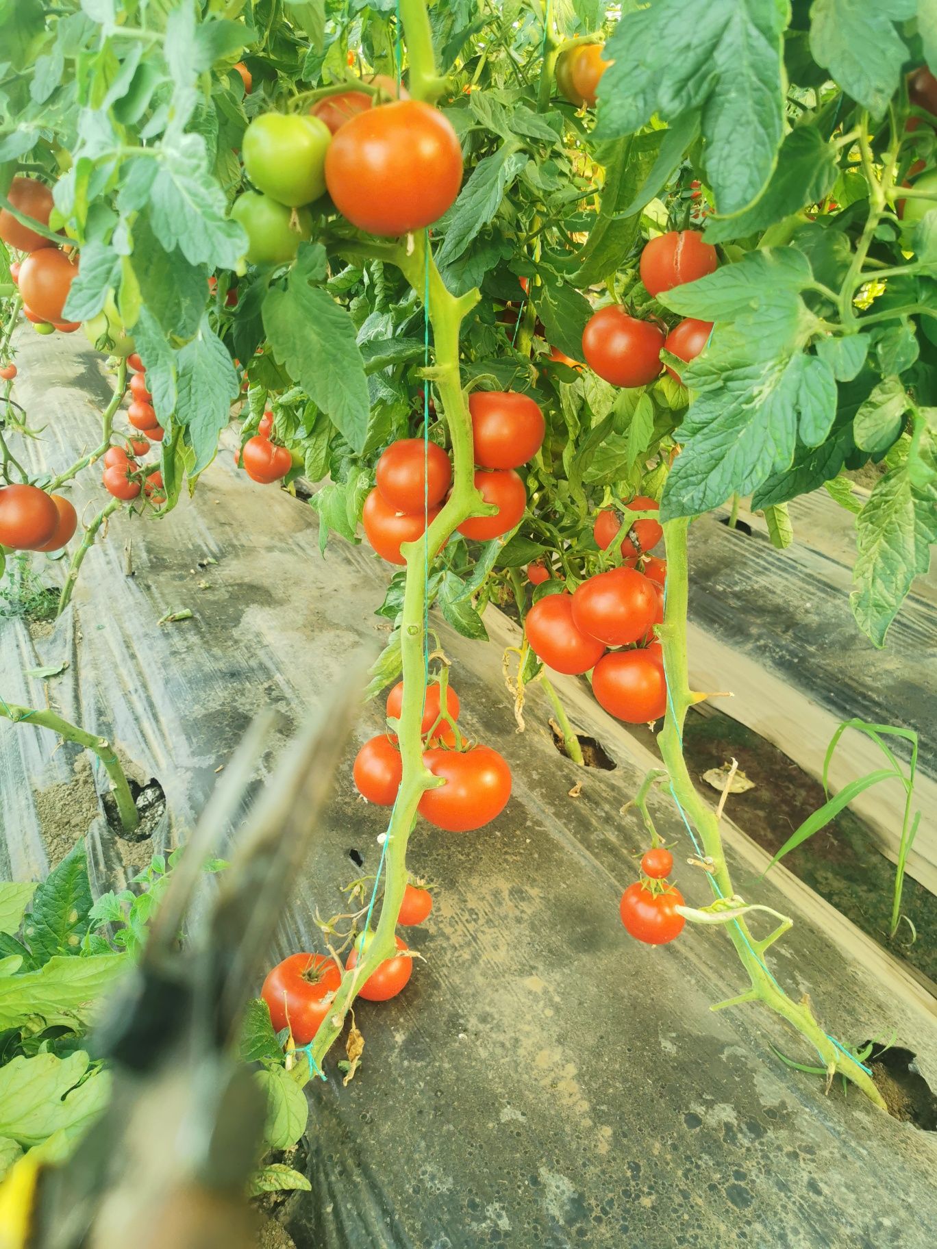 Bulion 100%natural fără adaos de apa