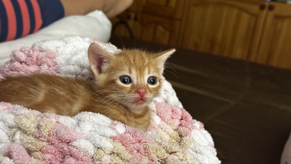 Малко мъжко коте Руди