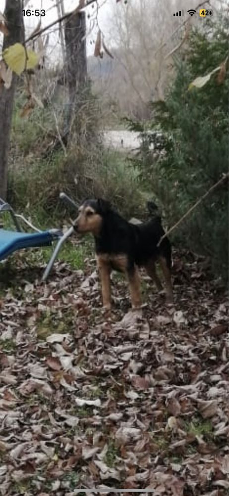 Caine Jagd terrier pentru vantoare de misteti.