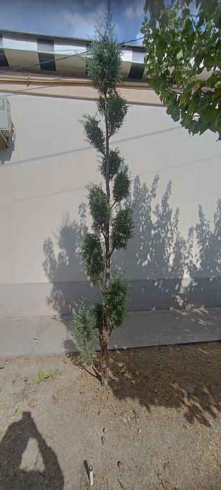 Archa kiparis Pon-Pon Bansay boyi 3.20 sotiladi