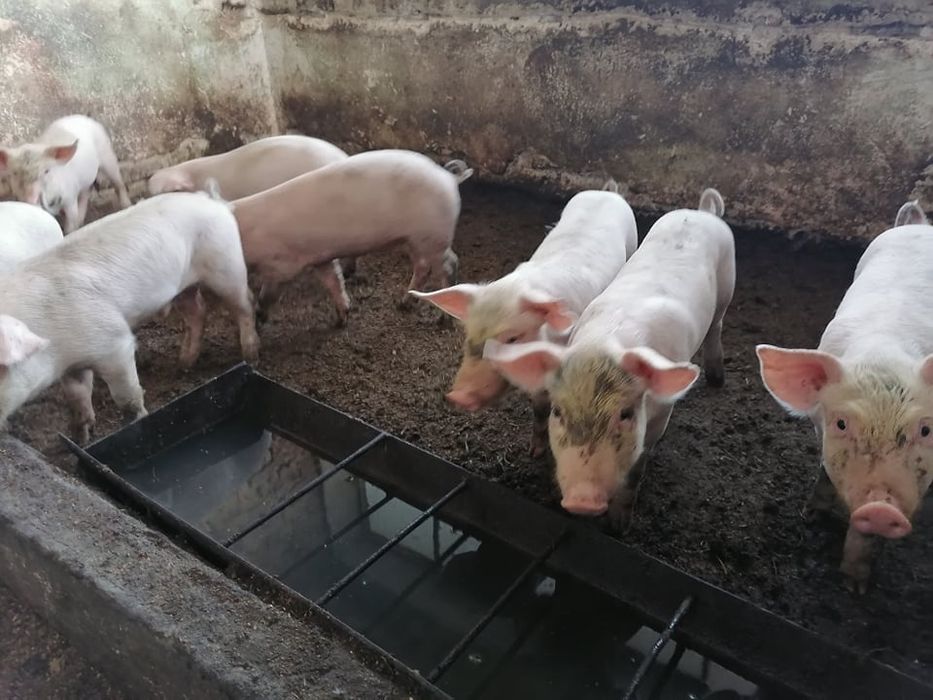 Прасенца на 50 дни