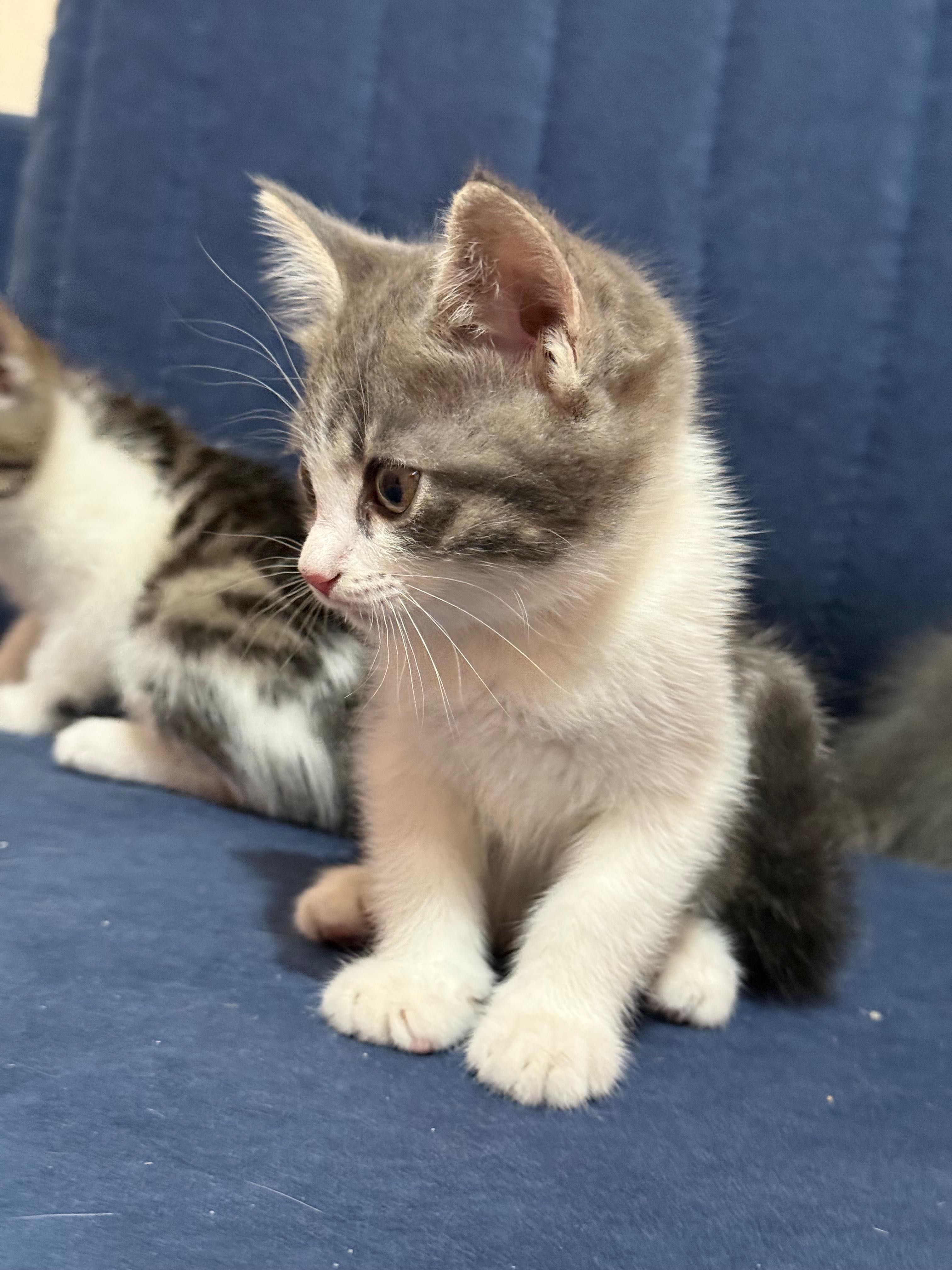 Милые котята 2 месячные