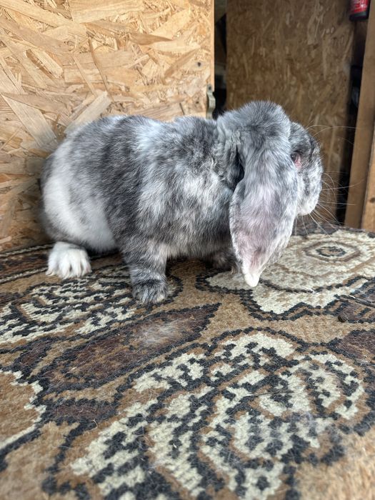 Iepuri berbec german