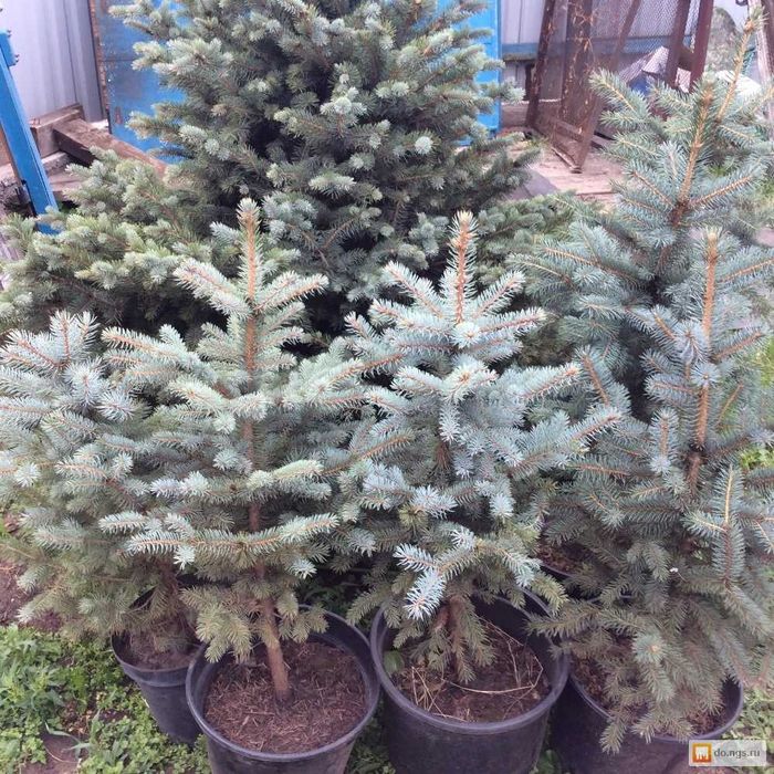 Продам саженцы голубая ель, сосна, кедр, рябина, липа, дуб, берёза