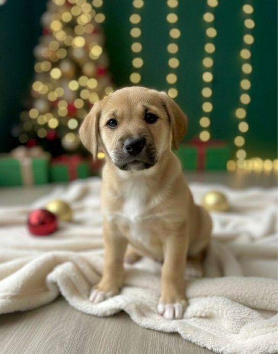 Подарявам две прекрасни женски кученца