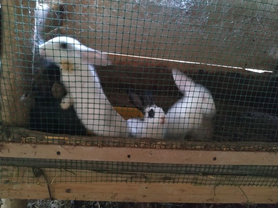 Quyonlar sotiladi soni 4ta donasi 50ming