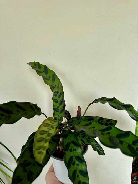 калатея, каланхоэ, крассула, фикус бенджамина