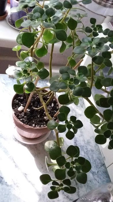 Продаю комнатное растение дерево любви