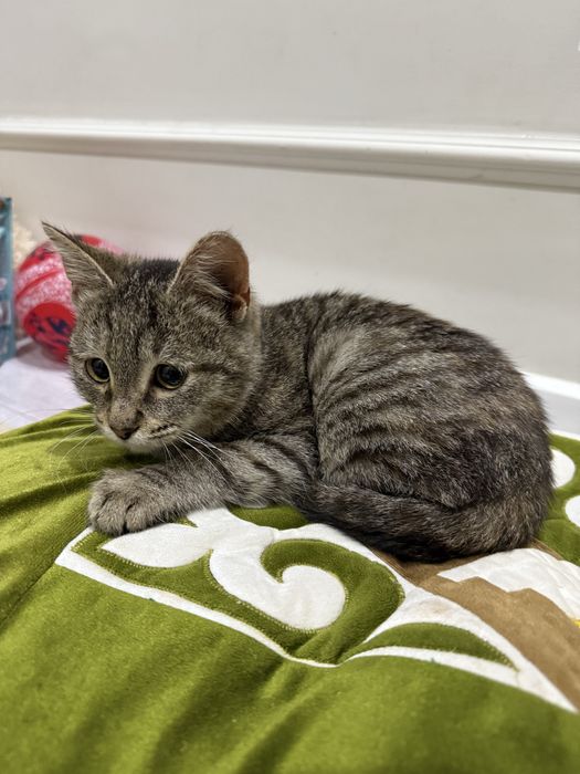 Девочка. Очень ласковая  . Отдам в добрые руки