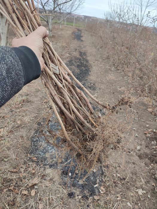 drajonui de zmeură Glen ample, Polka ,Sokolita și galbena Porana Rosa