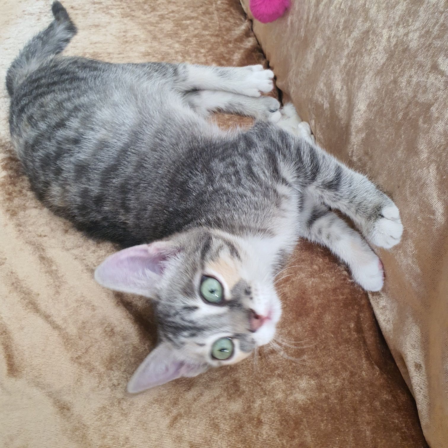 Котенок-девочка,  5 месяцев