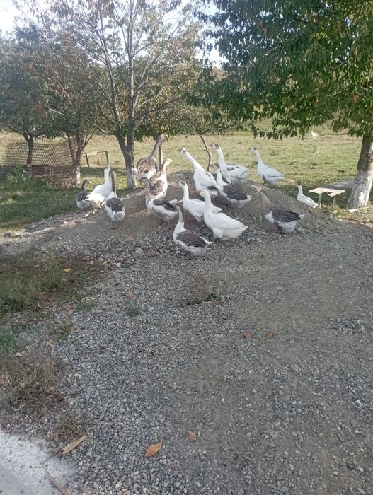 Vând gâște tinere