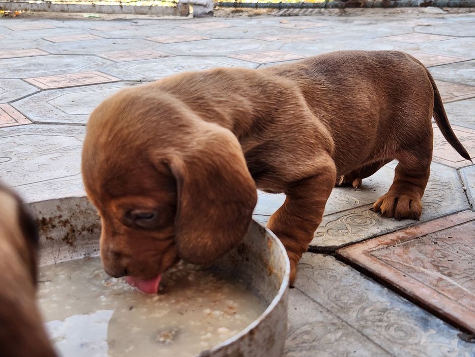 Чистокровные таксы