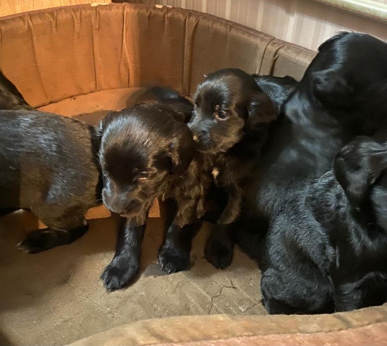 Отдам даром 7 щенков спаниеля