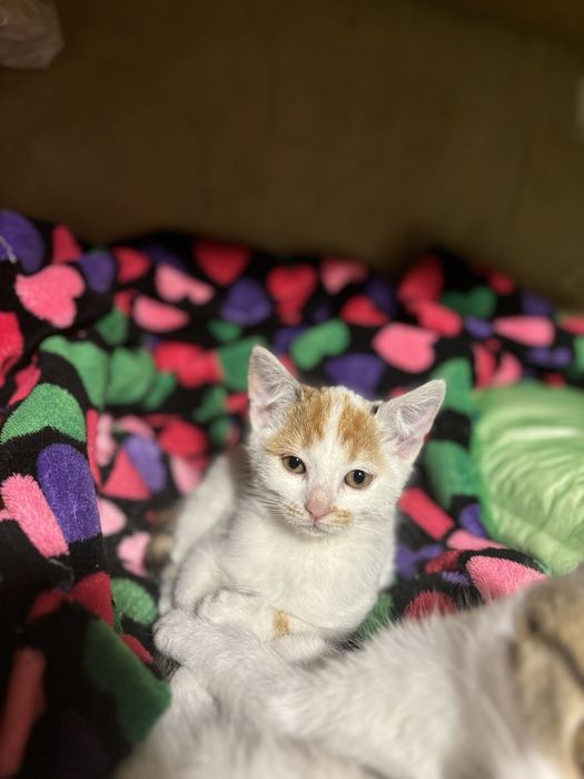 Подарявам котенца!