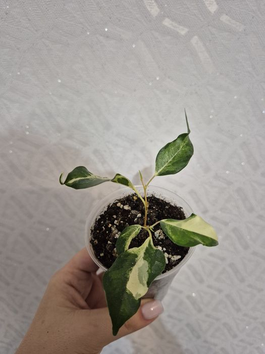 Продам разные сорта фикусов