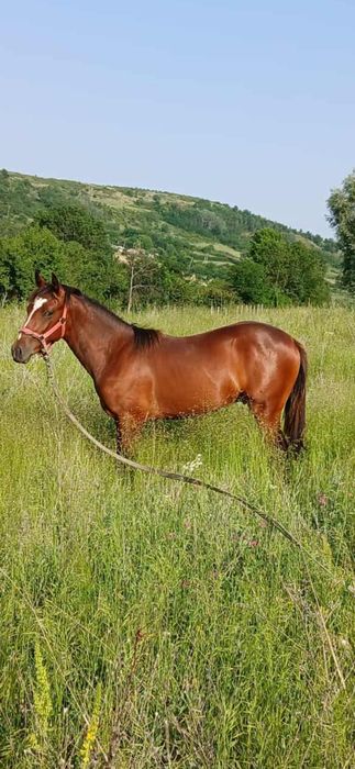 Vând cal de vârstă de un an si patru luni mai multe in privat