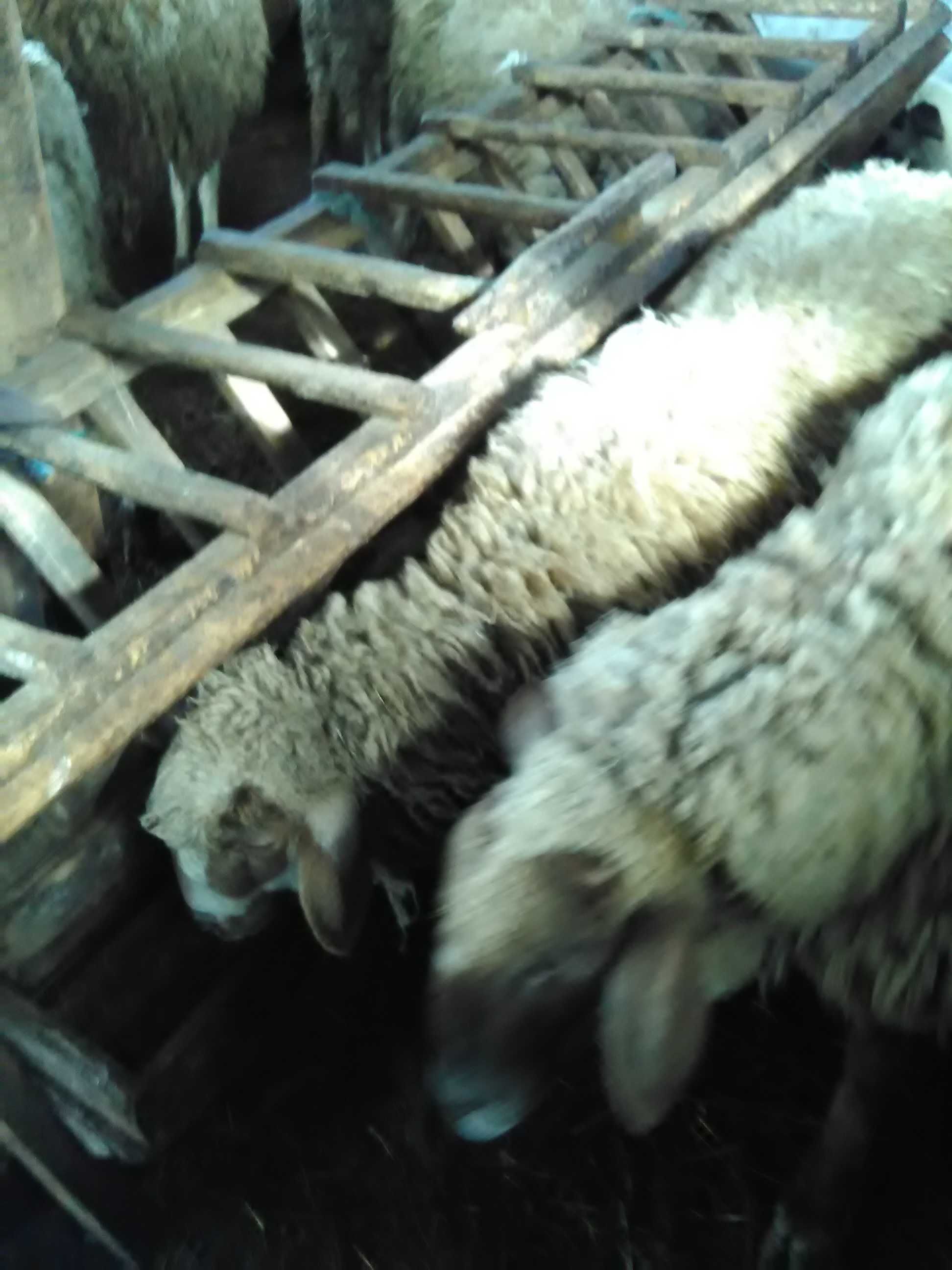 Продавам кочове,шилета,агнета и овце.