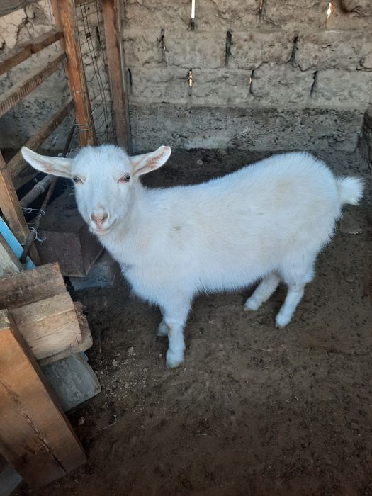 Козел и козлиха (орыс ешки)