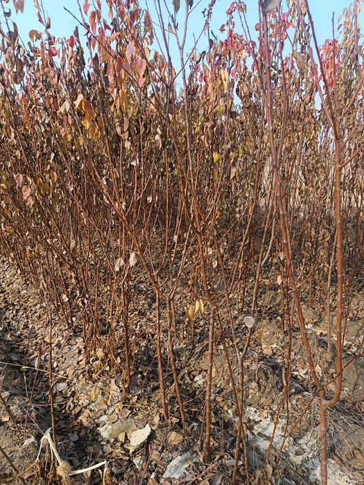 Órik kochatlar sotiladi .yasin ham bor