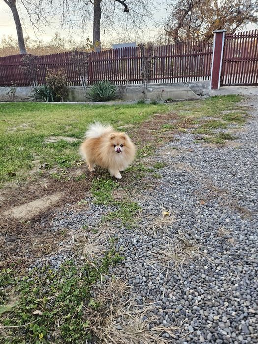 Pomeranian Mascul