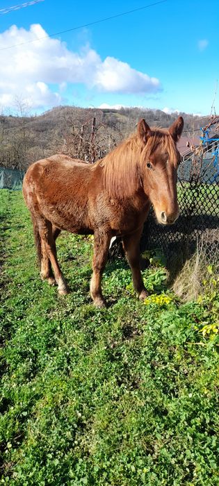 Urgent !!! Vând mânz semigreu