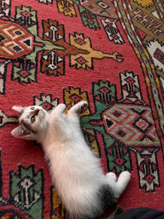 Котенок в добрые руки