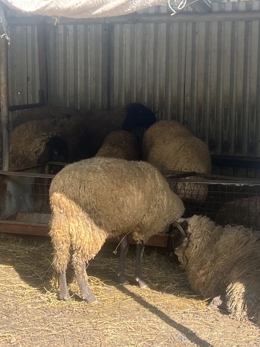 Vand oi si berbeci carabasi