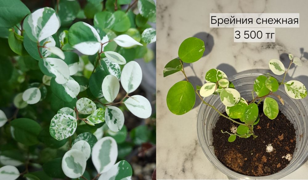 Комнатные растения, разные, отростки