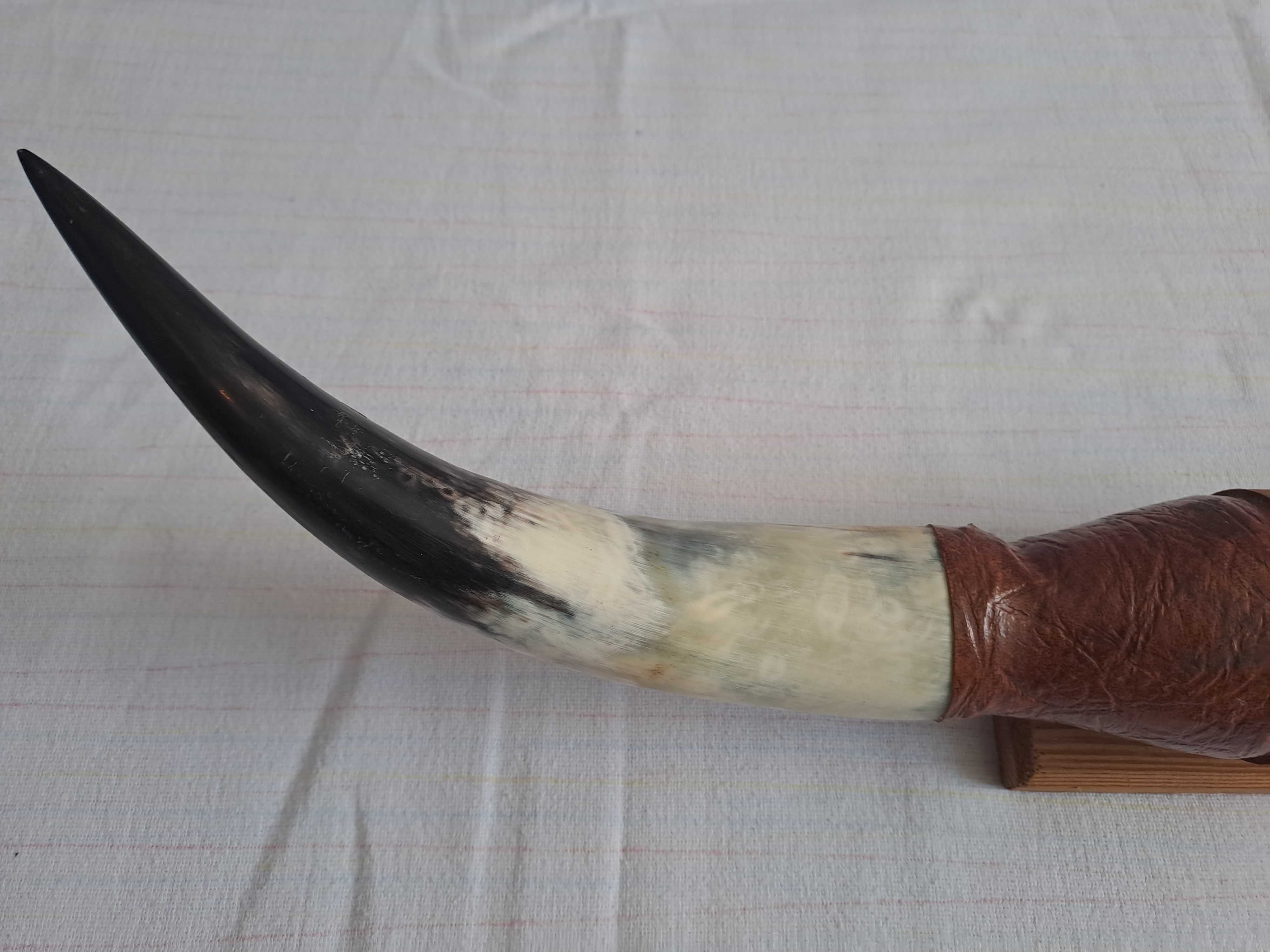 trofeu coarne bivol coarne taur 74 cm