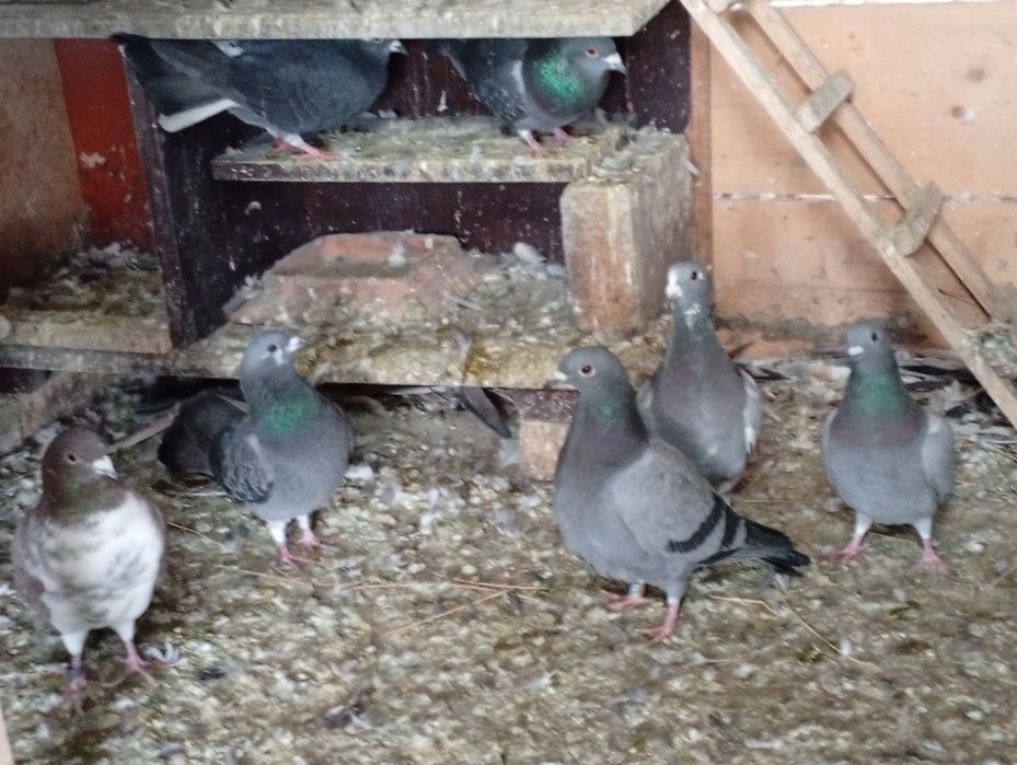 Donez porumbei voiajori