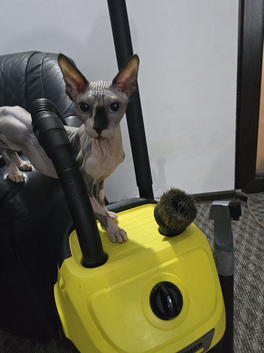 Se vinde motănel rasa sphinx