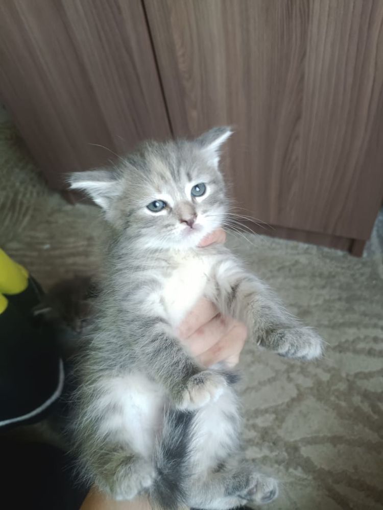 Отдаем котят в хорошие руки девочки