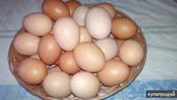 Домашние яйца вкусные
