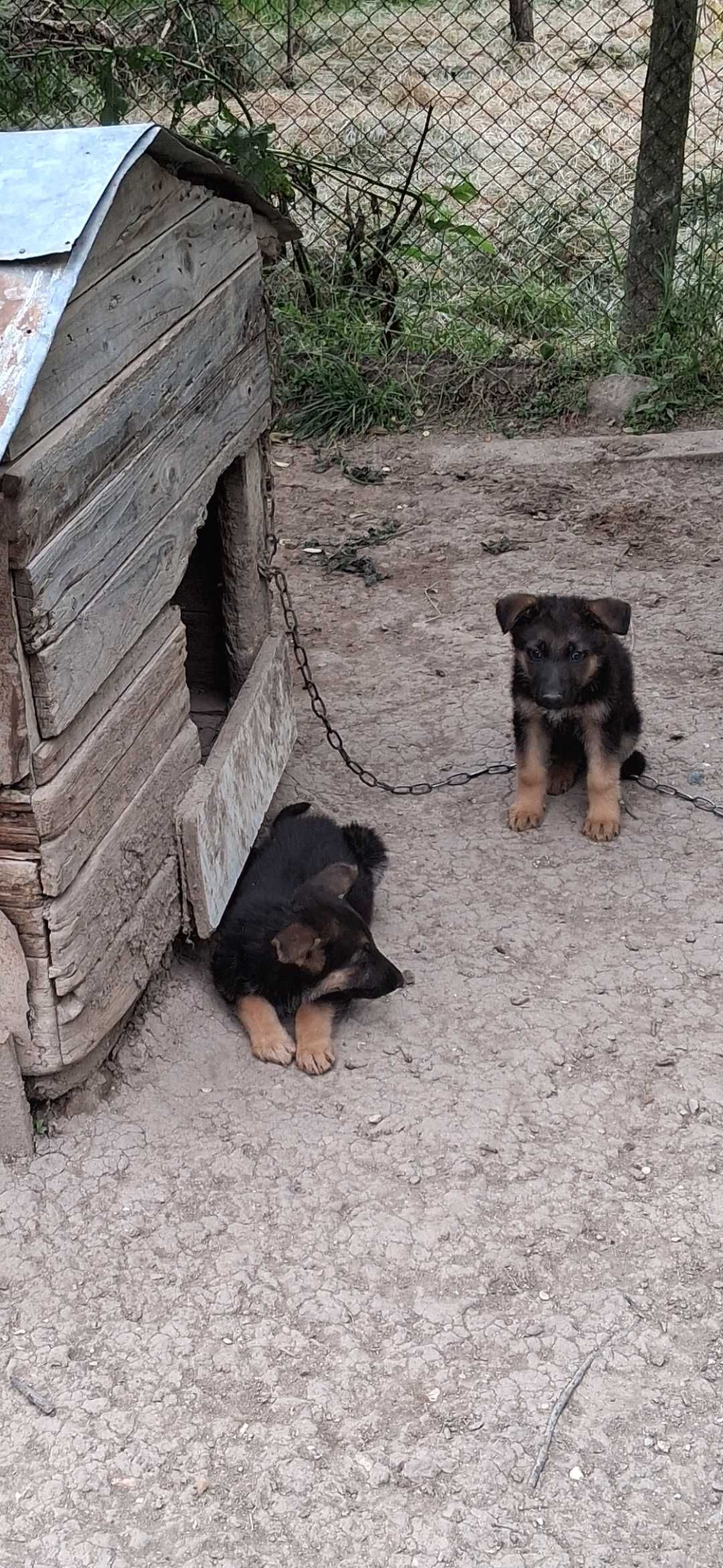 Кученца Немска овчарка