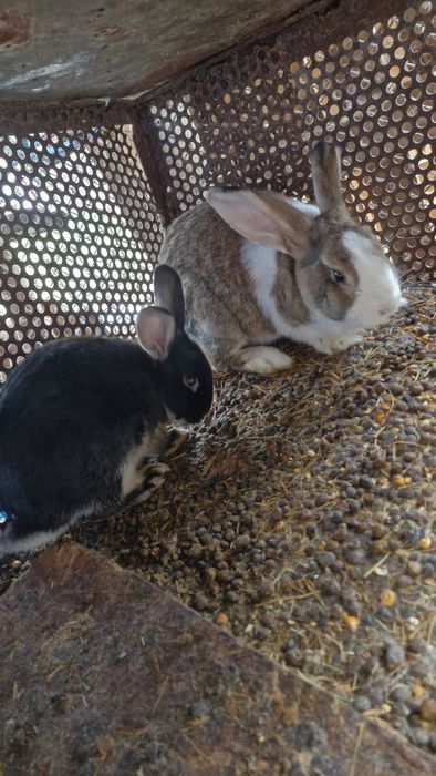 Vând 2 iepuri de casa