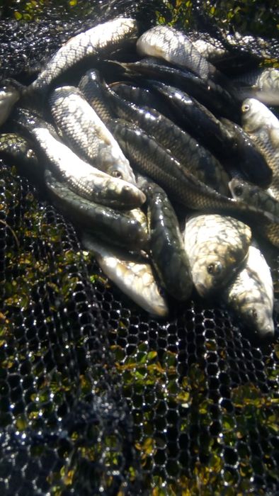 Peste- Puiet - Cteno