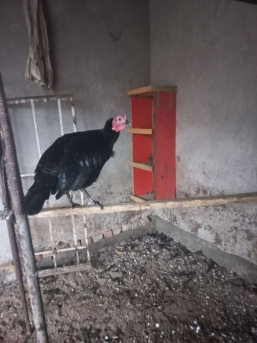 Индук 1.5г  7 кг