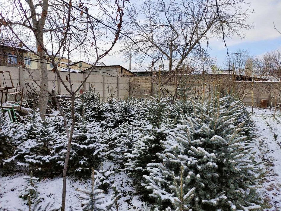 Дешево! ель голубая арча голубой ел archa goluboy yel el ели Ель Ели