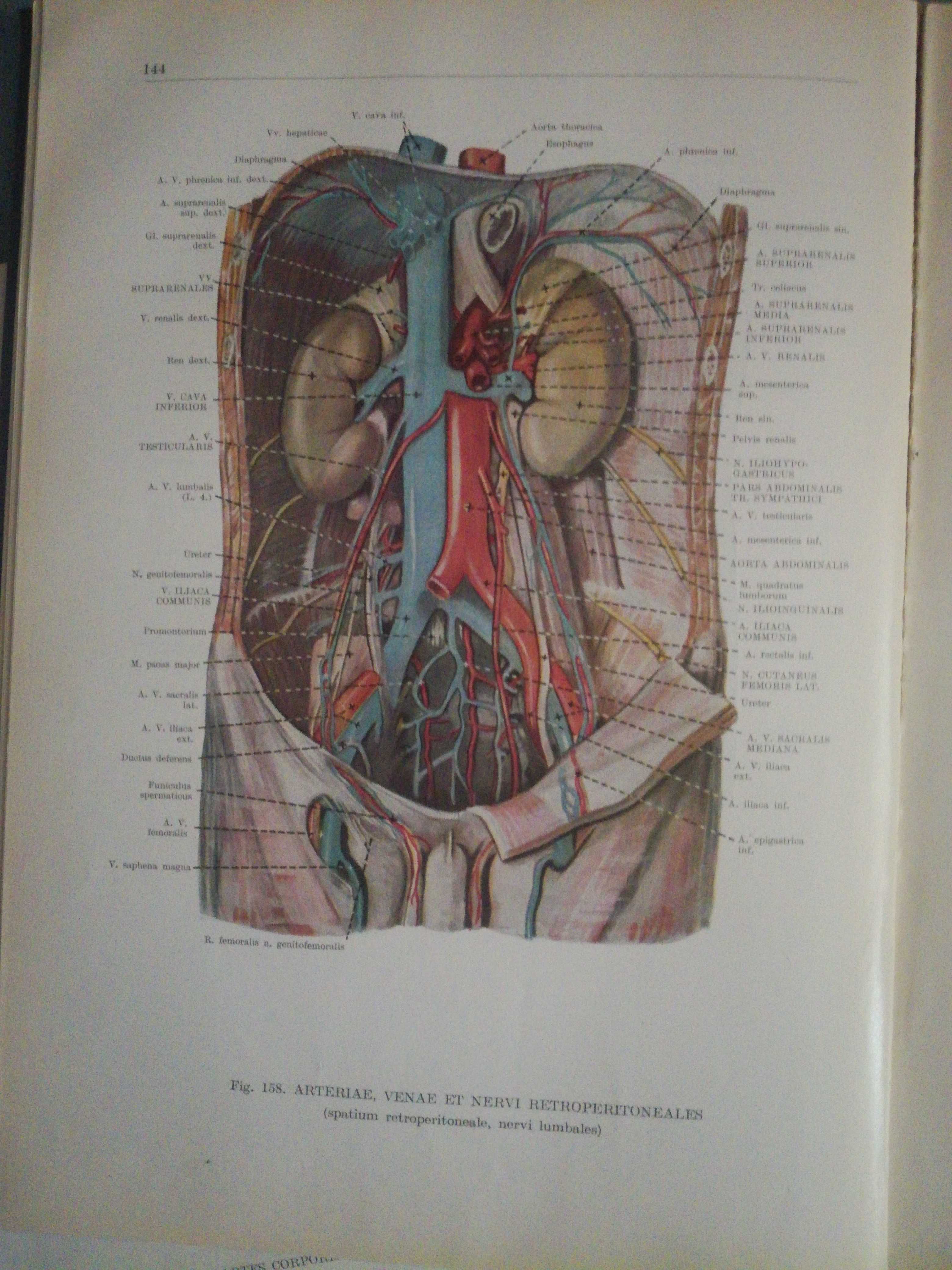 Анатомический атлас человеческого тела