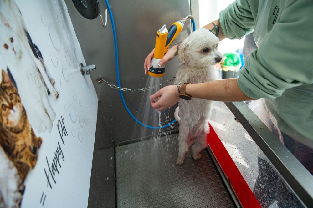 Spălătorie canină