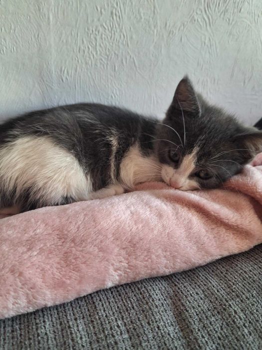 Малко игриво коте