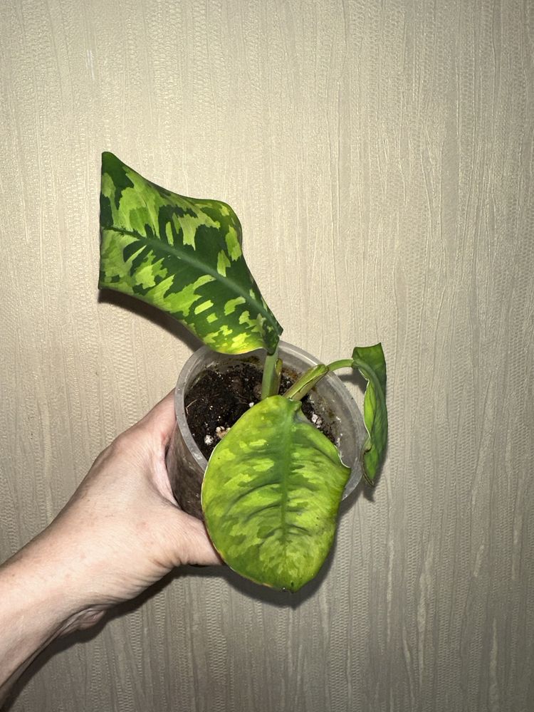 Комнатные цветы Дифенбахия