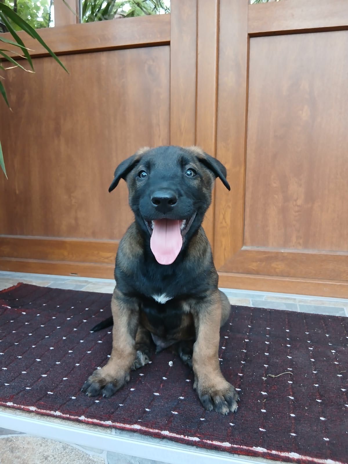Ciobănesc Belgian Malinois