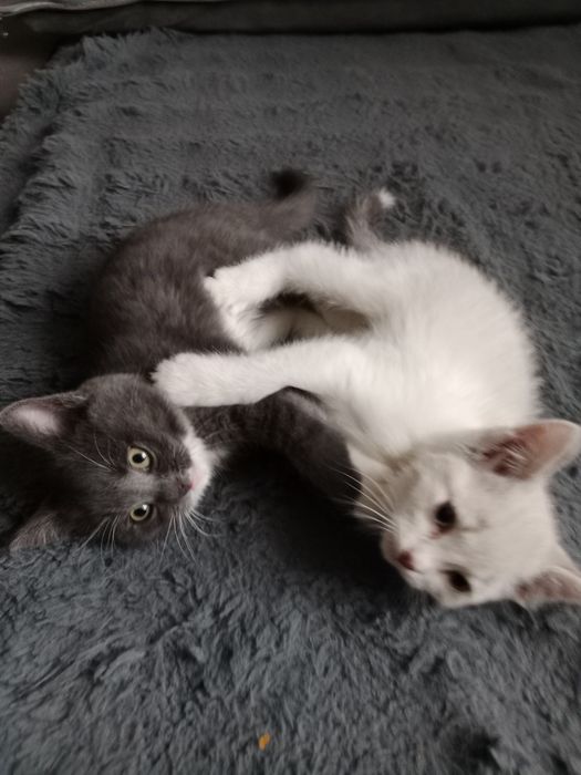 Отдам котят в добрые руки!