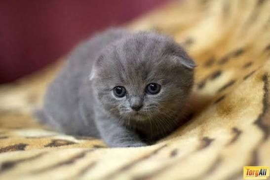 Продаются Котята Scottish fold  и  Straight