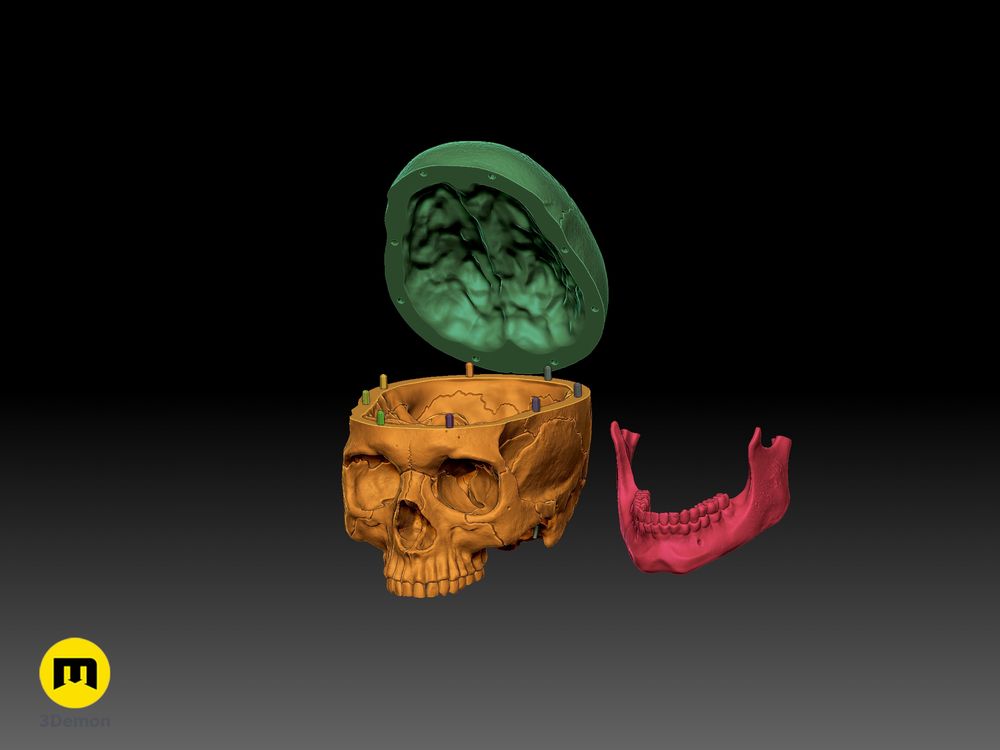 Craniu Uman Anatomic Corect